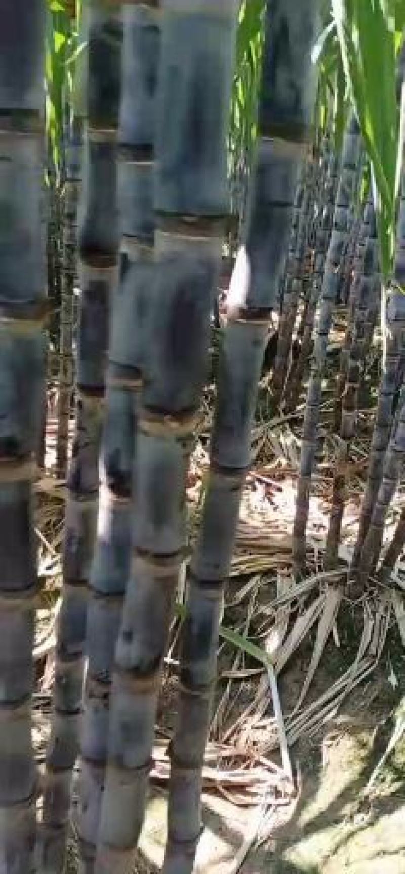 广东黑皮甘蔗上市了，产地直销欢迎咨询定购