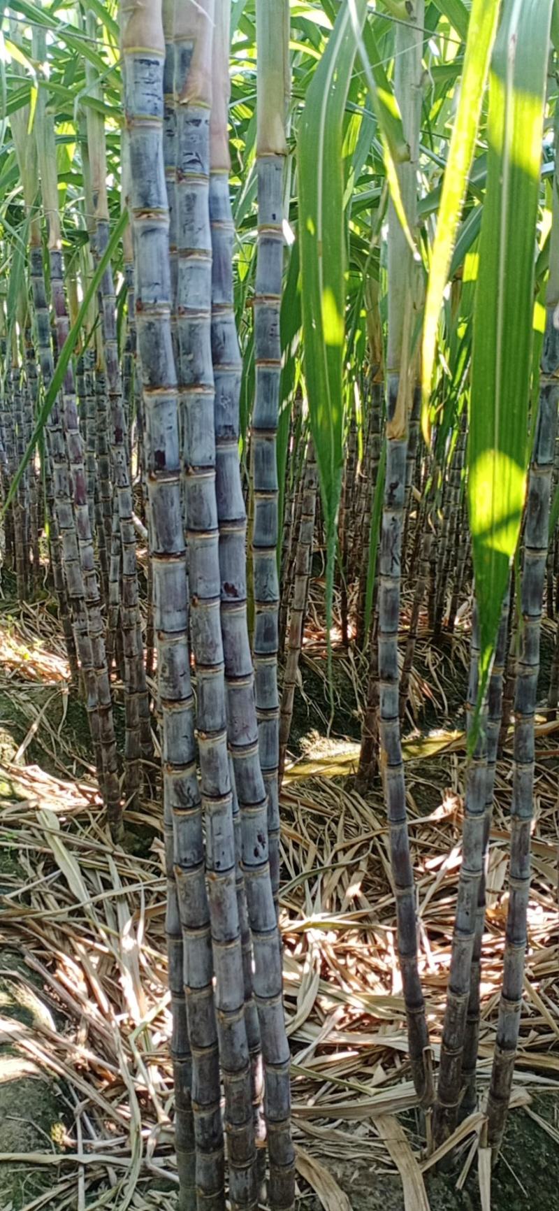 广东黑皮甘蔗上市了，产地直销欢迎咨询定购