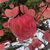辽南寒富苹果上市中！