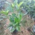 精品A货栀子花(白蝉)5斤7斤袋均有货