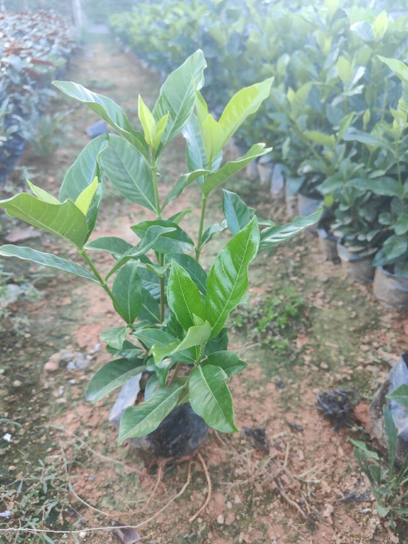 精品A货栀子花(白蝉)5斤7斤袋均有货