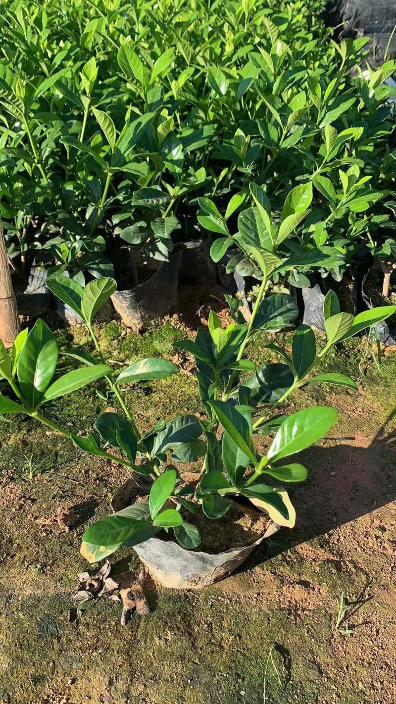 精品A货栀子花(白蝉)5斤7斤袋均有货