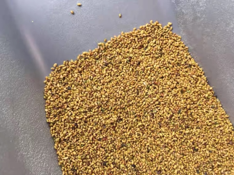 紫花苜蓿种子猪牛羊兔鸡鸭鹅多年生四季养殖牧草种籽