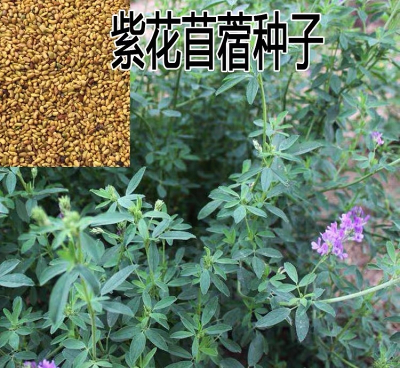 紫花苜蓿种子猪牛羊兔鸡鸭鹅多年生四季养殖牧草种籽