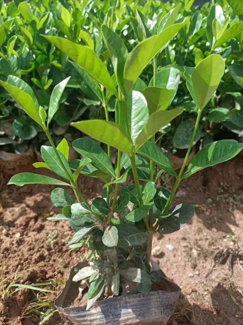 精品A货栀子花(白蝉)5斤7斤袋均有货