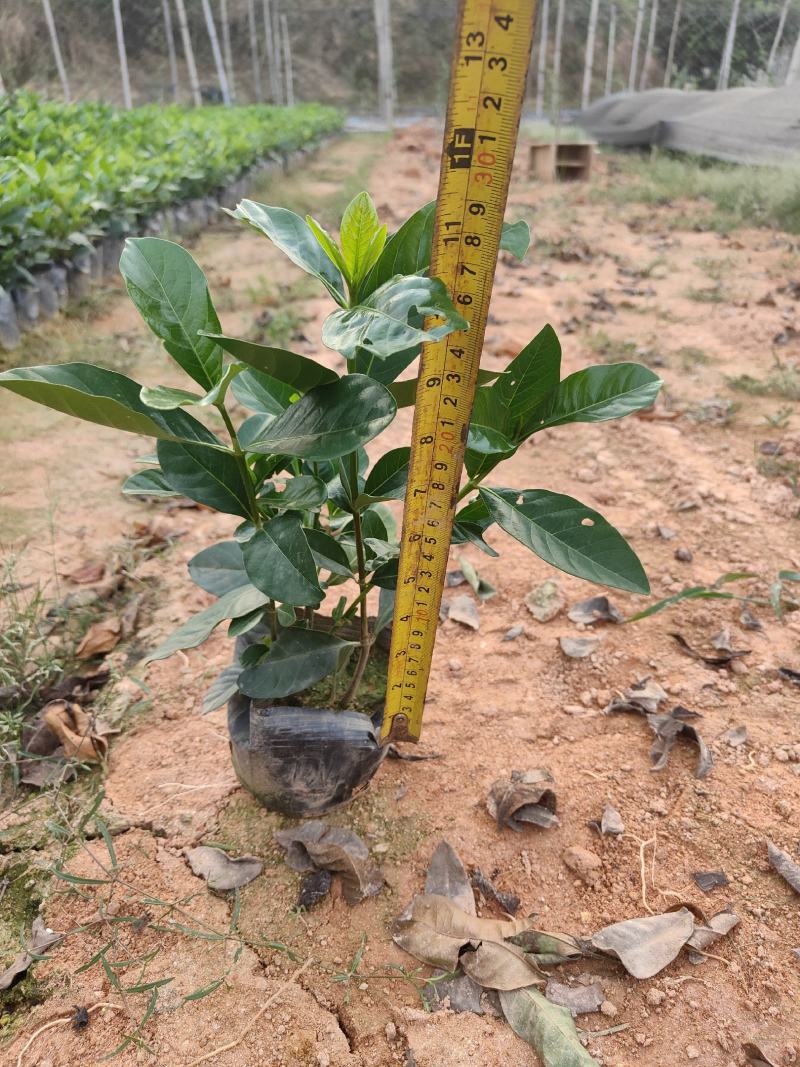 精品A货栀子花(白蝉)5斤7斤袋均有货