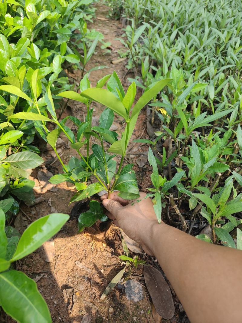 精品A货栀子花(白蝉)5斤7斤袋均有货