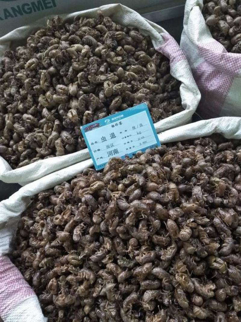 蝉蜕，正品大知了壳质量保证，经营各种中药材，欢迎咨询合作