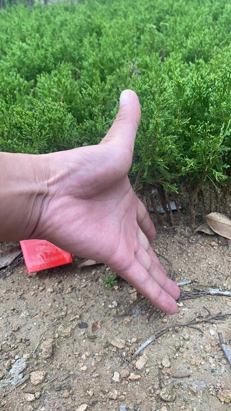 自产自销系鱼川八房米叶小苗