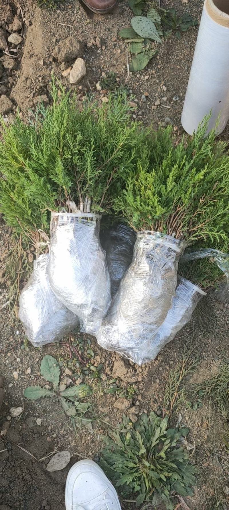 自产自销系鱼川八房米叶小苗