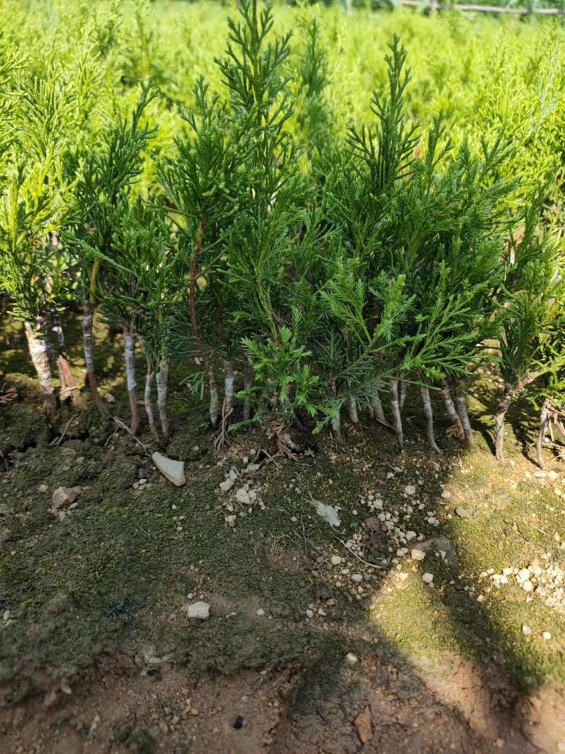 自产自销系鱼川八房米叶小苗