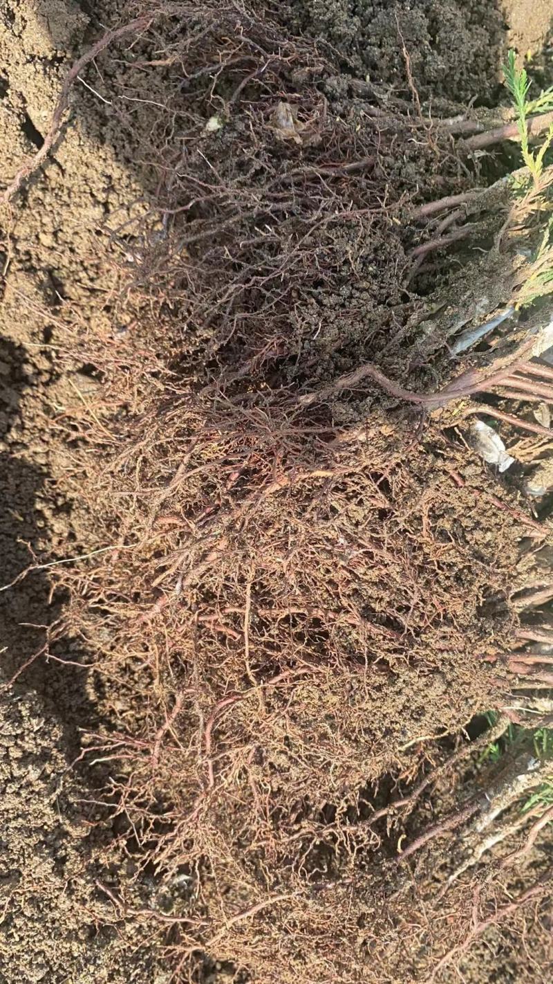 自产自销系鱼川八房米叶小苗