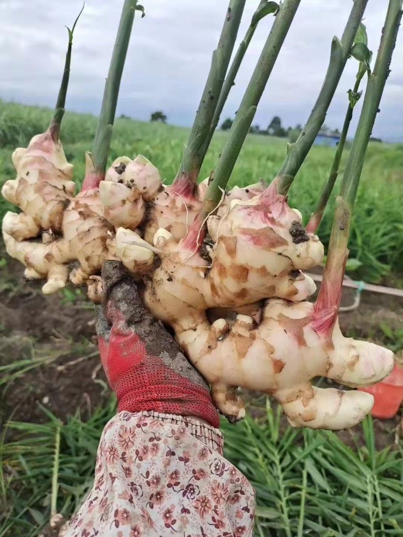 【推荐】基地直供，优质小黄姜大量上市中，生姜批发货源充足