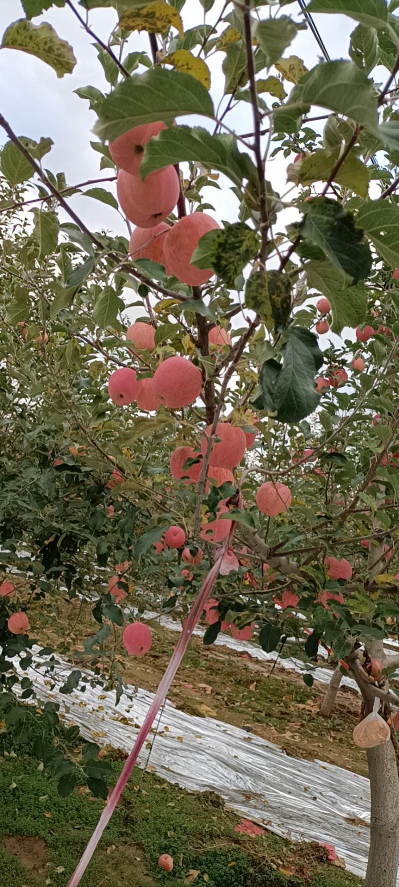 甘肃庆阳高寒优质水晶红富士