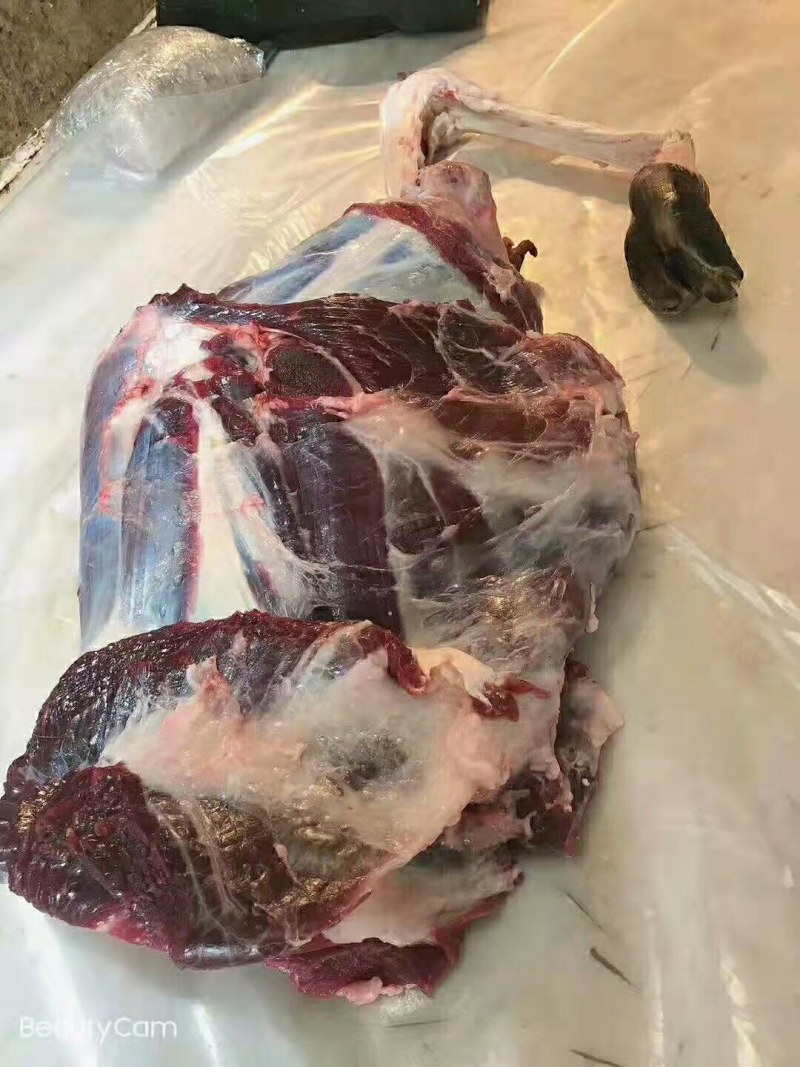 新鲜鹿肉特价包邮！现杀鹿腔子，鹿腿，鹿肉大量供应，全国发
