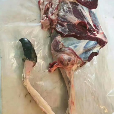 新鲜鹿肉特价包邮！现杀鹿腔子，鹿腿，鹿肉大量供应，全国发