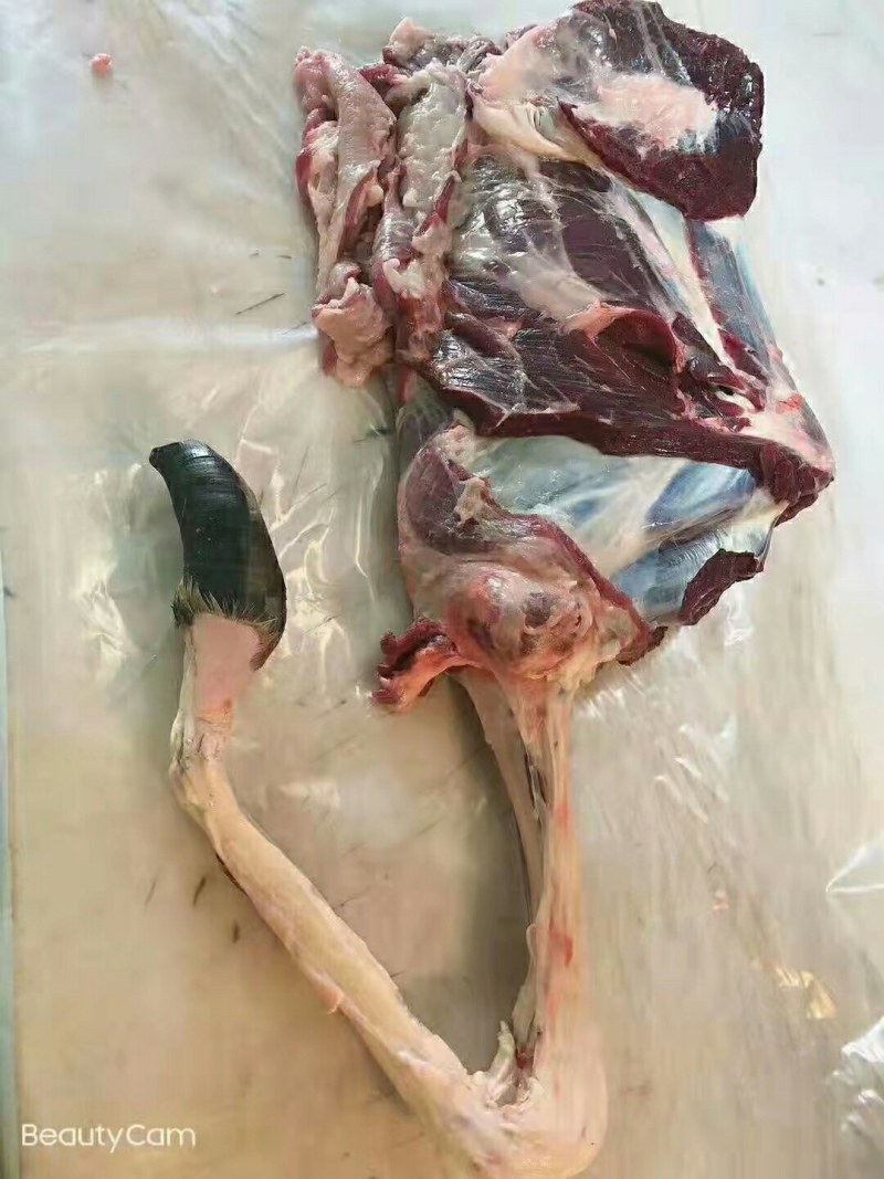 新鲜鹿肉特价包邮！现杀鹿腔子，鹿腿，鹿肉大量供应，全国发