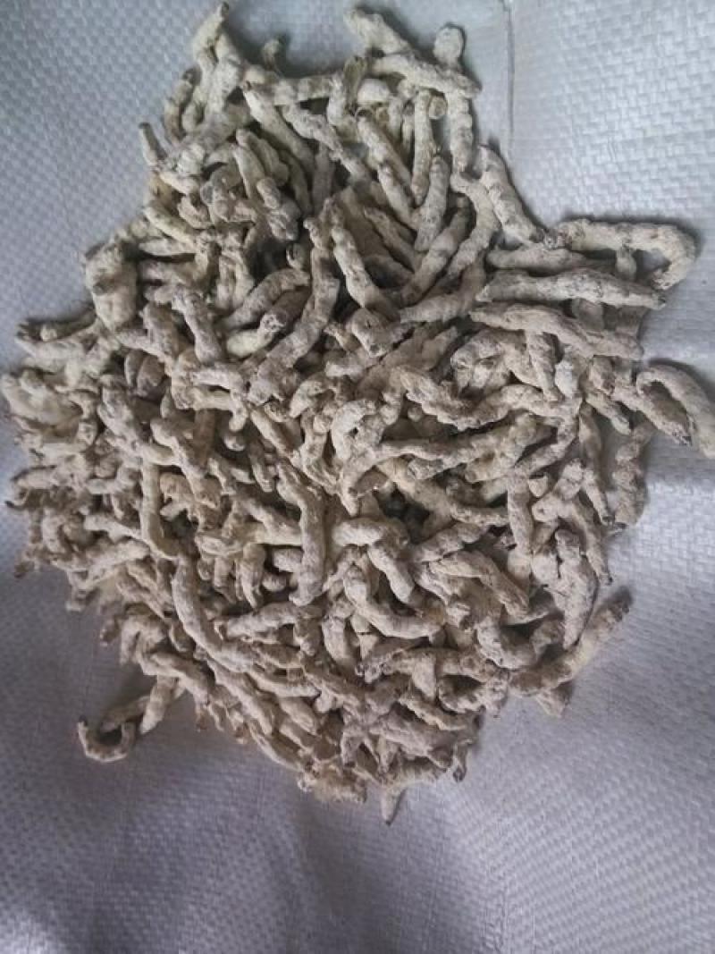 僵蚕，正品白僵蚕，麸皮炒僵蚕质量保证，经营各种中药材