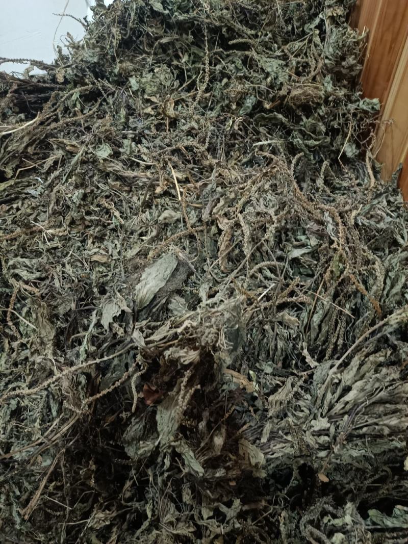 车前草，野生水洗全干货