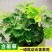 四季批发含羞草种子种籽小盆栽植物室内绿植草籽草种
