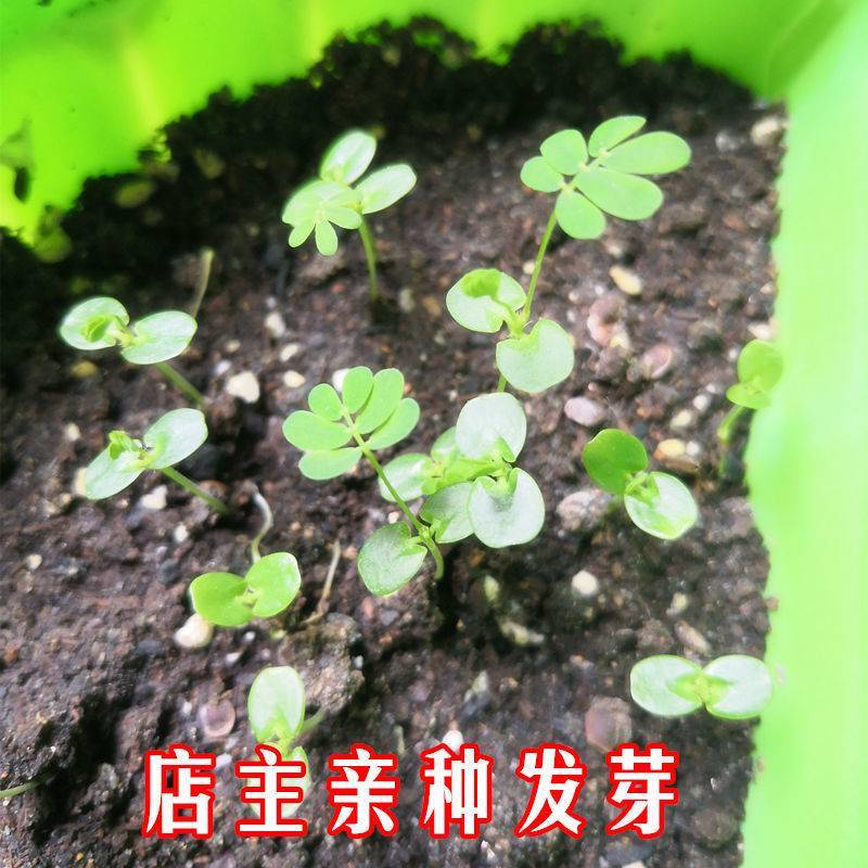 四季批发含羞草种子种籽小盆栽植物室内绿植草籽草种