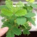 四季批发含羞草种子种籽小盆栽植物室内绿植草籽草种