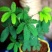 四季批发含羞草种子种籽小盆栽植物室内绿植草籽草种