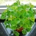 四季批发含羞草种子种籽小盆栽植物室内绿植草籽草种