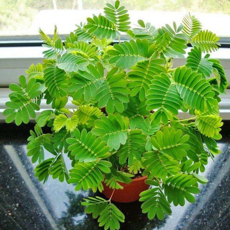 四季批发含羞草种子种籽小盆栽植物室内绿植草籽草种