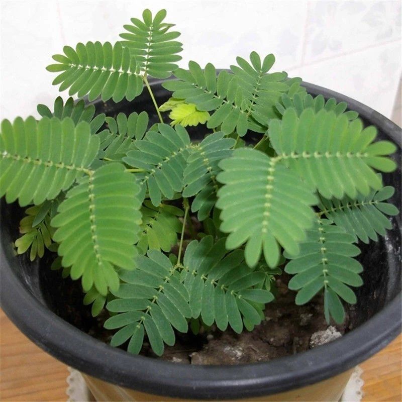 四季批发含羞草种子种籽小盆栽植物室内绿植草籽草种