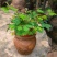 四季批发含羞草种子种籽小盆栽植物室内绿植草籽草种