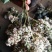密蒙花，正品野生蒙花质量保证，经营各种中药材欢迎咨询合作