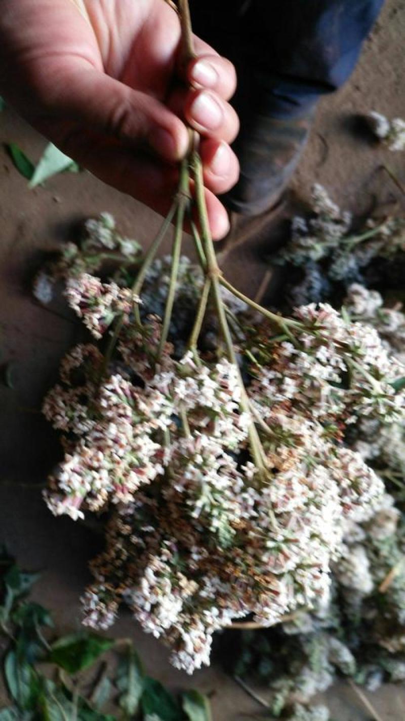 密蒙花，正品野生蒙花质量保证，经营各种中药材欢迎咨询合作