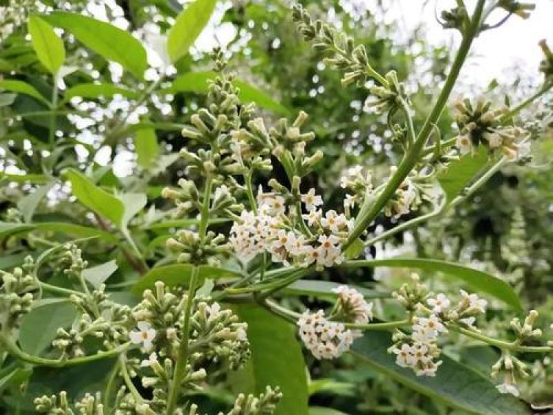 密蒙花，正品野生蒙花质量保证，经营各种中药材欢迎咨询合作