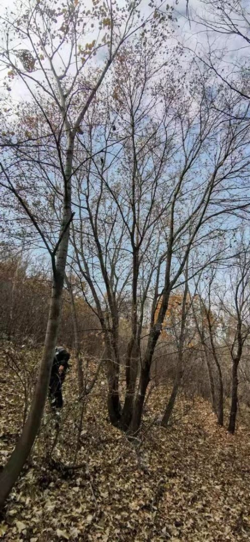 运城枫树丛生五角枫五角枫苗圃直供欢迎采购
