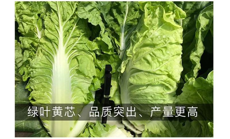 中科快菜种子，速生20天可上市，耐湿耐热，商品性佳