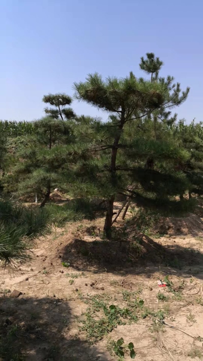 运城造型松俩米俩米五三米各种规格都有欢迎定购