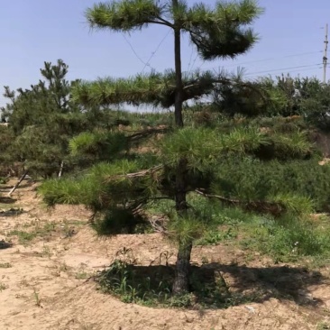 运城造型松俩米俩米五三米各种规格都有欢迎定购
