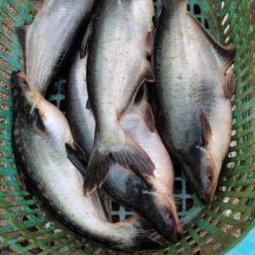 巴沙鱼，活鱼，塘头价4.2