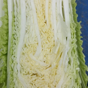 白菜