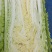 白菜