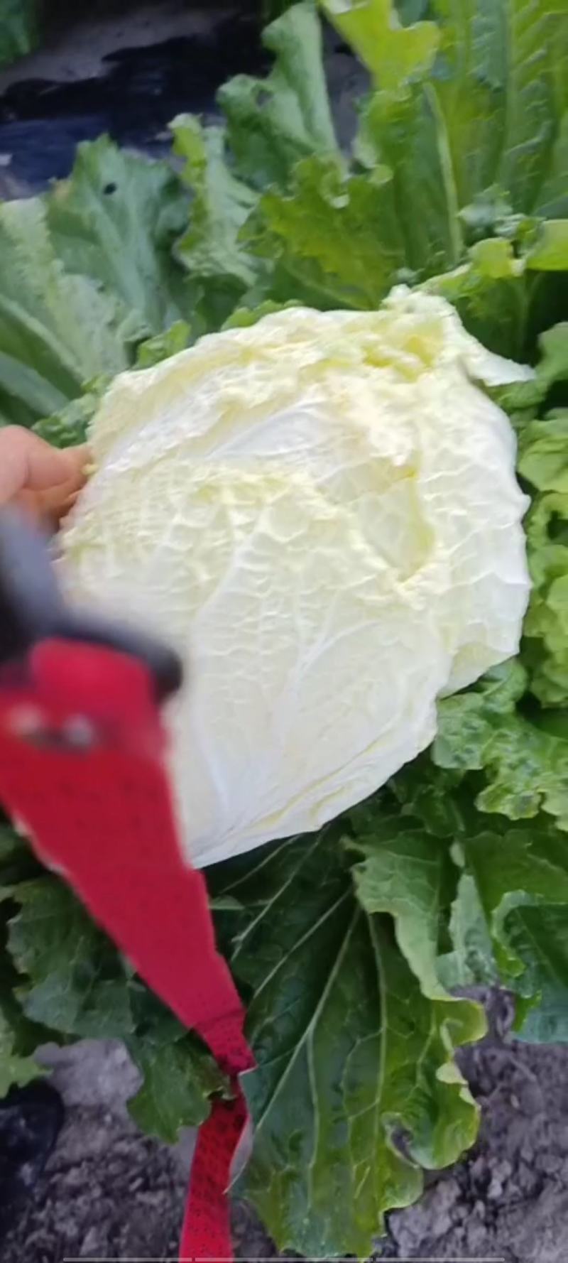 白菜