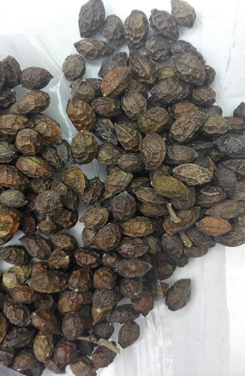 鸦胆子，中药材鸭蛋子质量保证，经营各种中药材欢迎咨询合作