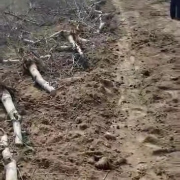 果树各种各样的大小果树占地树，量大优惠可以随时看货，期待