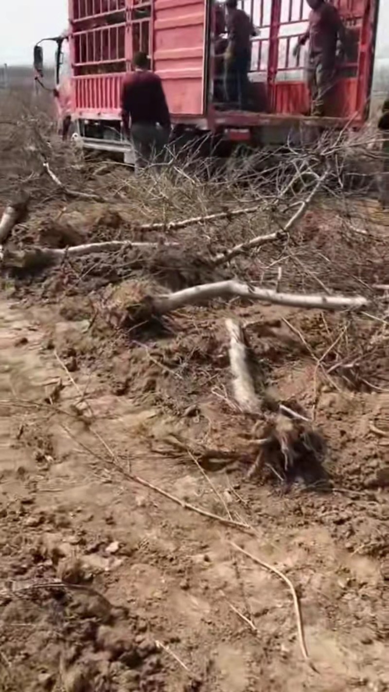 果树各种各样的大小果树占地树，量大优惠可以随时看货，期待