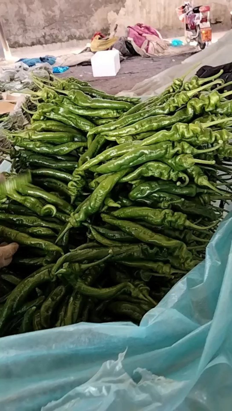 临沂兰陵螺丝椒大量上市个头均匀基地直发欢迎来电