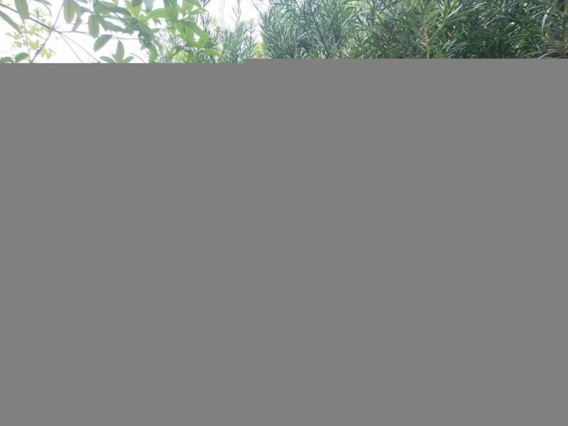 罗汉松热销2公分以上工程绿化罗汉松精品罗汉松