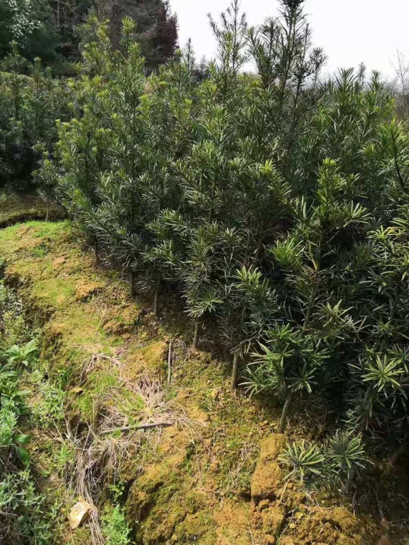 罗汉松3公分以上精品罗汉松绿化工程罗汉松
