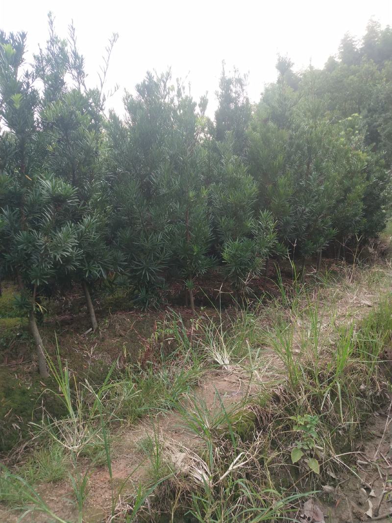 罗汉松3公分以上精品罗汉松绿化工程罗汉松