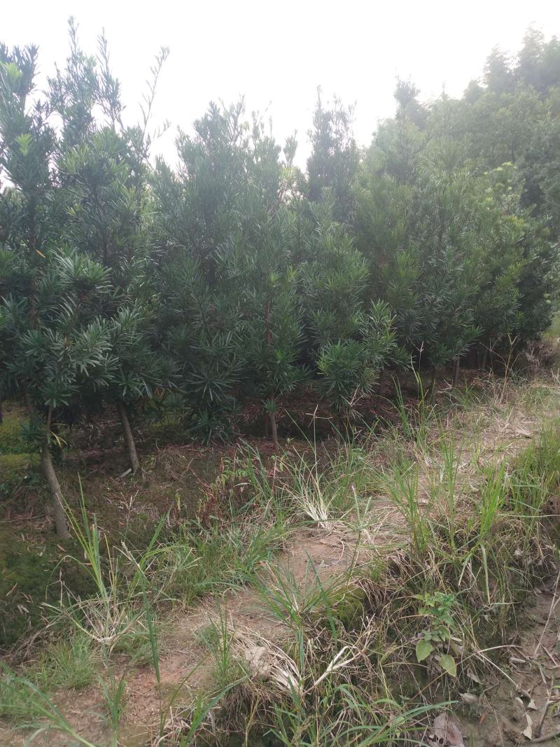 热销罗汉松4公分以上精品绿化工程罗汉松中小规格罗汉松